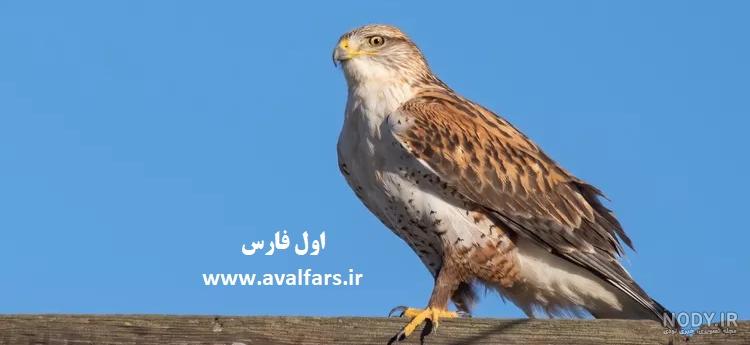 مقایسه تخصصی عقاب و شاهین از ظاهر تا قدرت آن ها(+عکس) مقایسه تخصصی عقاب و شاهین از ظاهر تا قدرت آن ها(+عکس)