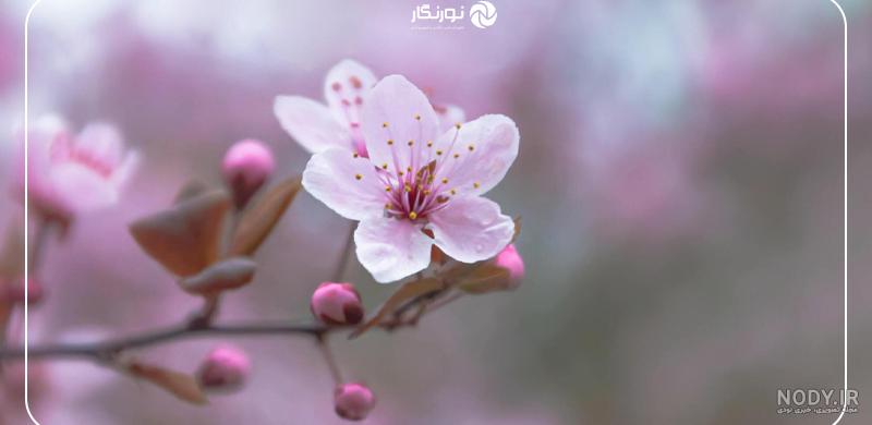 وکتور شکوفه بهاری با کیفیت - گرافیک با طعم تربچه - طرح لایه باز