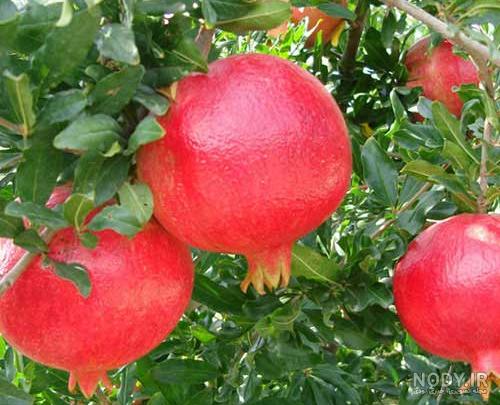 کاشت و پرورش اصولی درخت انار کاشت و پرورش اصولی درخت انار