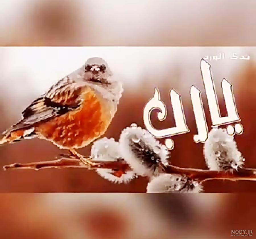 کلیپ صبحتون بخیر / کلیپ صبح بخیر برای استوری و واتساپ