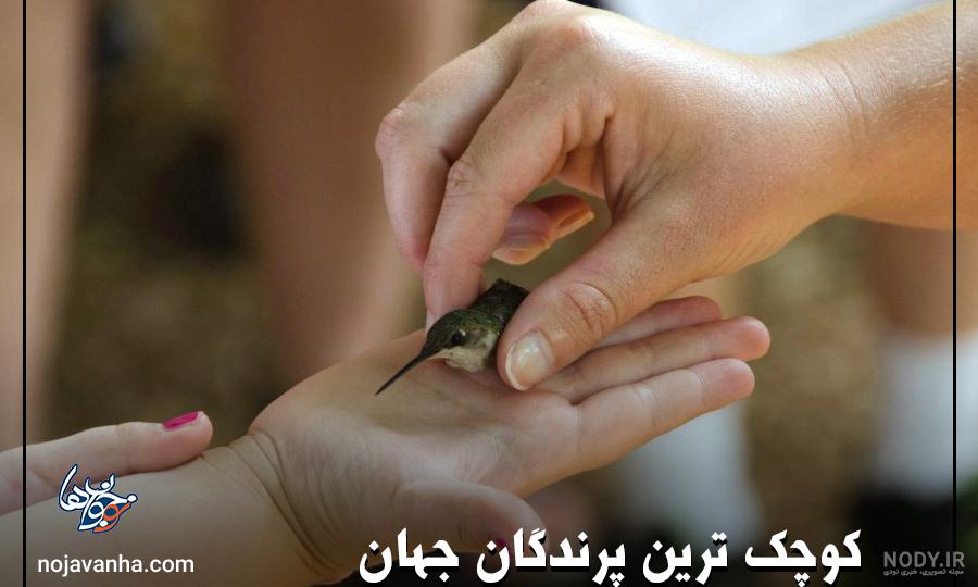 کوچکترین شاهین دنیا 🦅😃, Pygmy falcon 🦅🪶, ., ., ., ., ., ., ., ., ., #کلیپ #فیلم #حیات_وحش, #طبیعت #وحش #زندگی , #شاهین #عجایب #جالب , #قوش #دلیجه , #پرنده #پرندگان , #پرندگان_شکاری_ایران, #pygmyfalcon ... کوچکترین شاهین دنیا 🦅😃, Pygmy falcon 🦅🪶, ., ., ., ., ., ., ., ., ., #کلیپ #فیلم #حیات_وحش, #طبیعت #وحش #زندگی , #شاهین #عجایب #جالب , #قوش #دلیجه , #پرنده #پرندگان , #پرندگان_شکاری_ایران, #pygmyfalcon ...