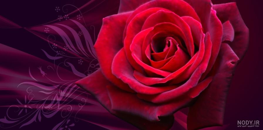 گل رز🌹 مشخصات انواع گل رز | بهترین نوع گل رز گل رز🌹 مشخصات انواع گل رز | بهترین نوع گل رز