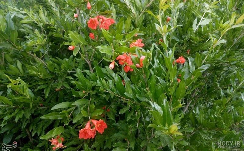 گل رونده پیچ اناری - گلخانه و نهالستان فروزانی گل رونده پیچ اناری - گلخانه و نهالستان فروزانی