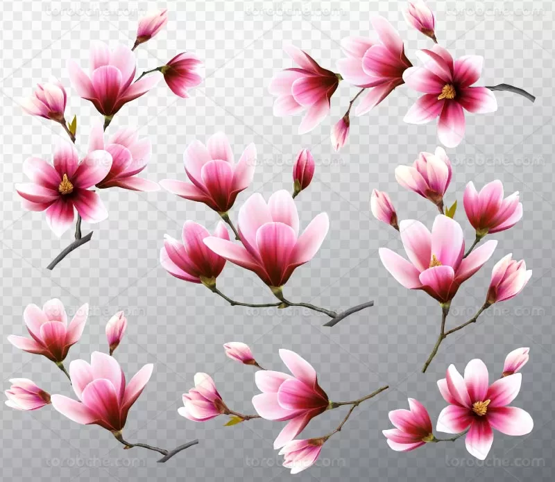 گل پس زمینه عکس پروفایل‎ | ‎🌸🌸🌸🌸🌸🌸🌸🌸🌸🌸🌸🌸 . #بهار#بهاری#طبیت#گل# شکوفه‎ | Instagram