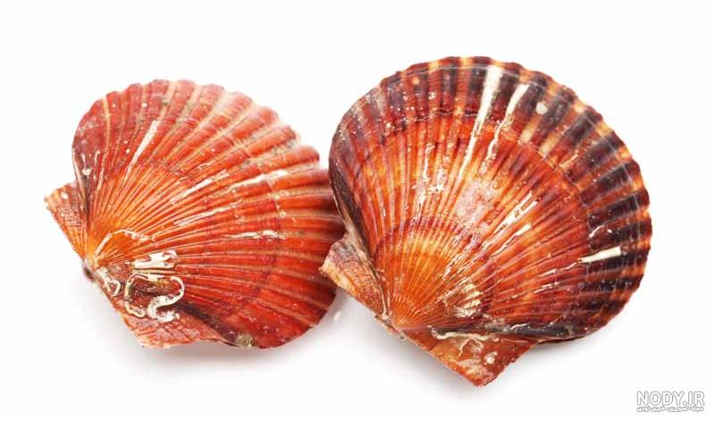انواع صدف خوراکی (Oyster) - پوپونیک انواع صدف خوراکی (Oyster) - پوپونیک