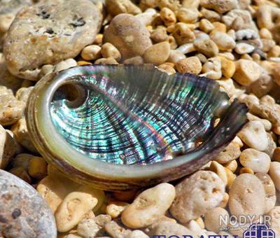 انواع صدف خوراکی (Oyster) - پوپونیک انواع صدف خوراکی (Oyster) - پوپونیک