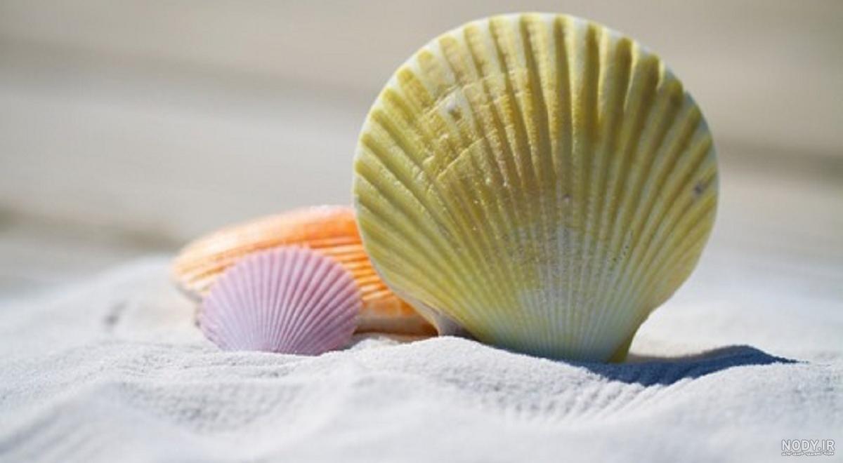 انواع صدف خوراکی (Oyster) - پوپونیک انواع صدف خوراکی (Oyster) - پوپونیک