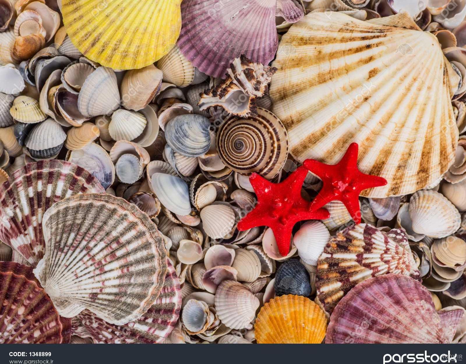 انواع صدف خوراکی (Oyster) - پوپونیک انواع صدف خوراکی (Oyster) - پوپونیک