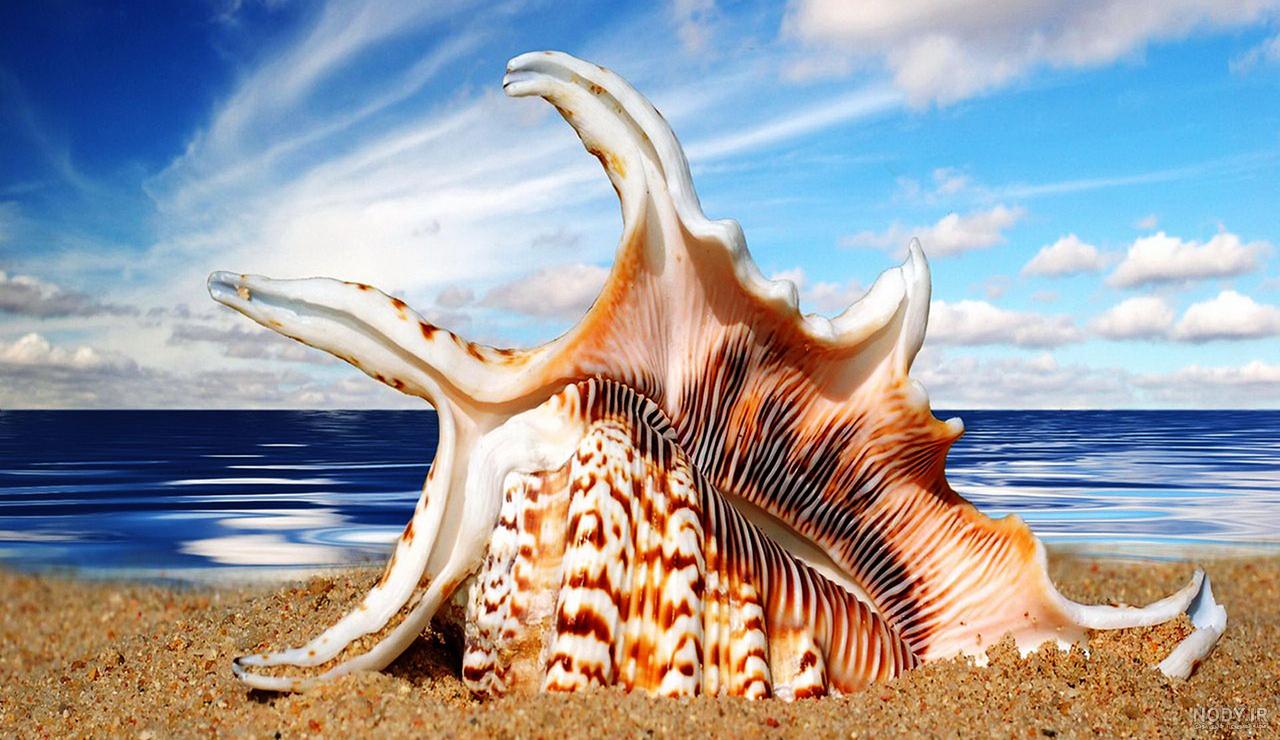 انواع صدف: کدام یک از صدف‌ها در ساخت جواهرات مورد استفاده قرار می‌گیرد؟! -  تراث Torath