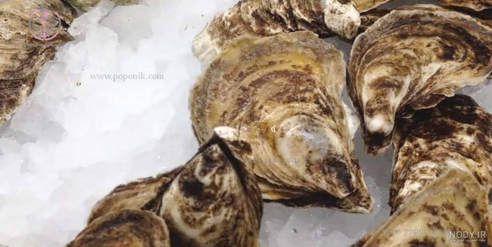 تصاویر استوک انواع غذاهای دریایی شامل ماهی، میگو، صدف و غیره تصاویر استوک انواع غذاهای دریایی شامل ماهی، میگو، صدف و غیره