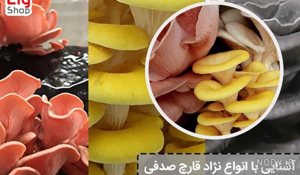 خوراک قارچ شاه صدف با کره سویا