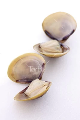 صدف دوکفه ای(کالنگ) - فروشگاه اینترنتی ماهی جنوب صدف دوکفه ای(کالنگ) - فروشگاه اینترنتی ماهی جنوب