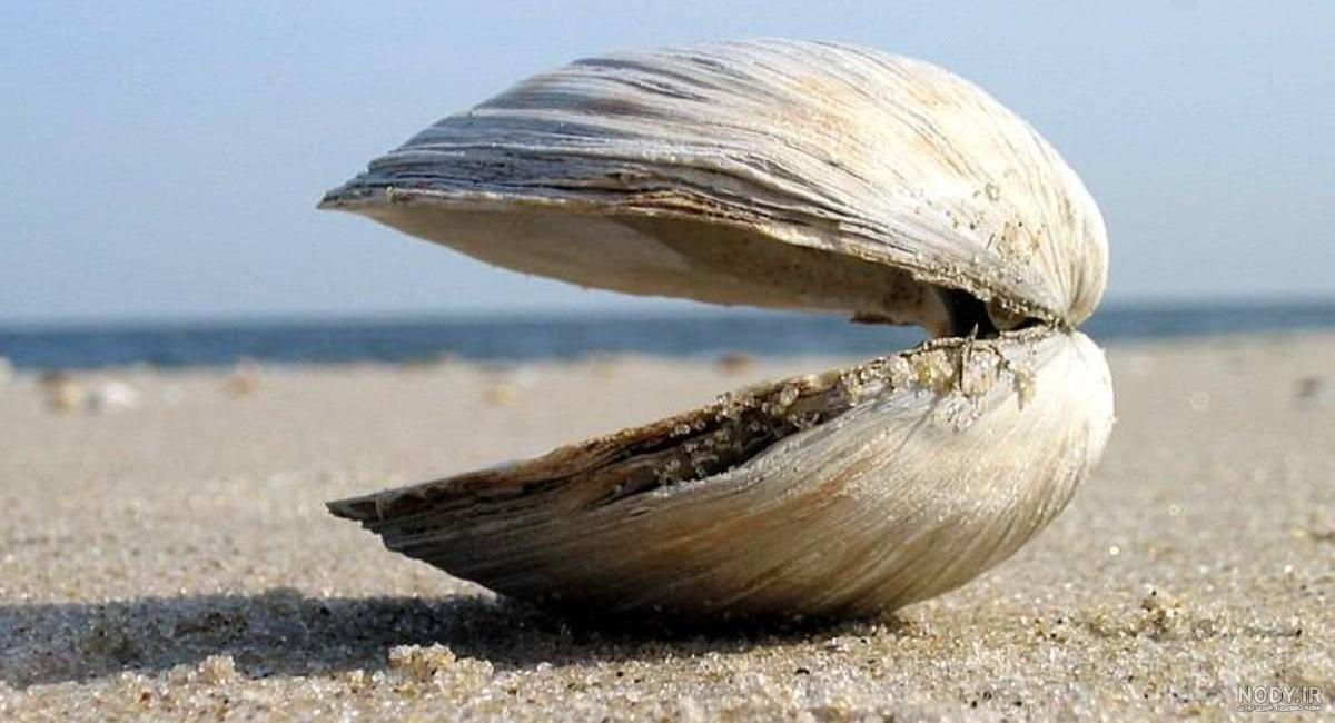 عکس صدف های زیبای دریایی