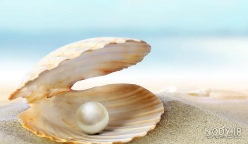 عکس صدف غذا - عکس نودی عکس صدف غذا - عکس نودی