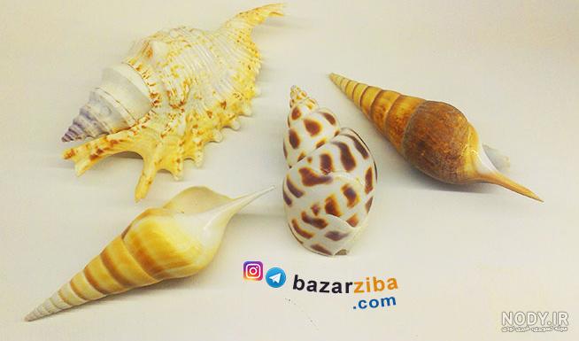 عکس صدف و گوش ماهی - عکس نودی
