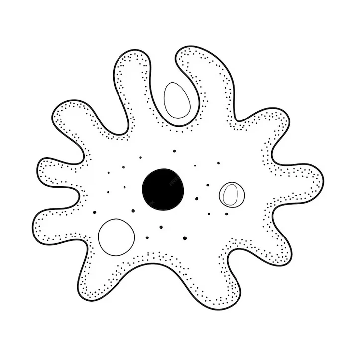 عکس نقاشی صدف آسان