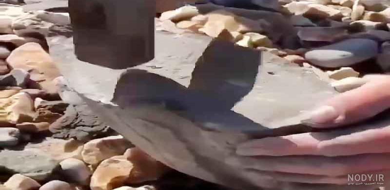 فسیل صدف بزرگ
