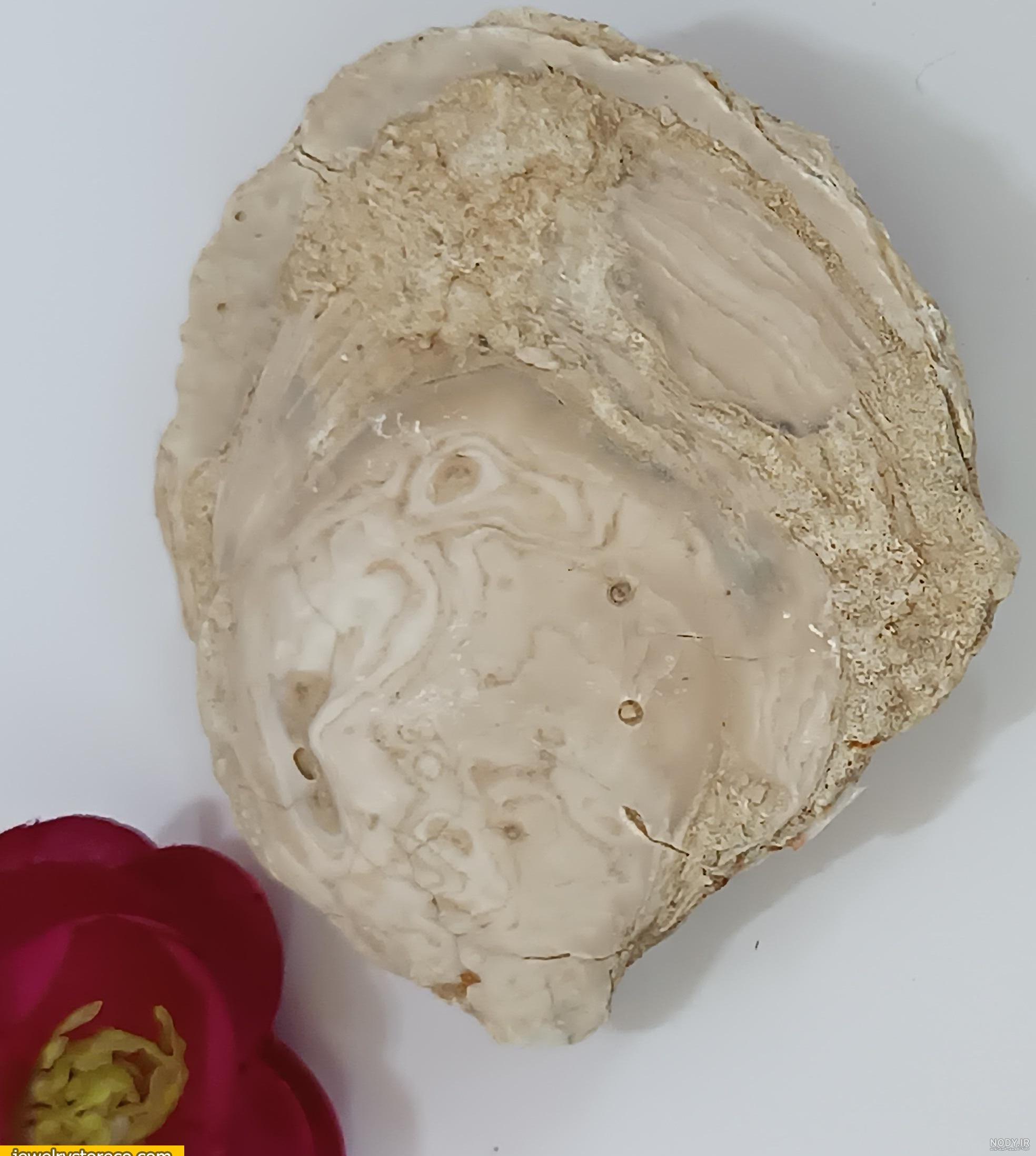 فسیل چیست و چگونه تشکیل می شود؟ – به زبان ساده – فرادرس - مجله‌