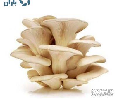 قارچ شاه صدفی - تولیید کننده قارچ های خوراکی و دارویی