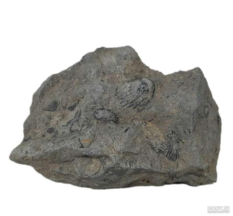 قیمت و خرید فسیل صدف کلکسیونی fossil
