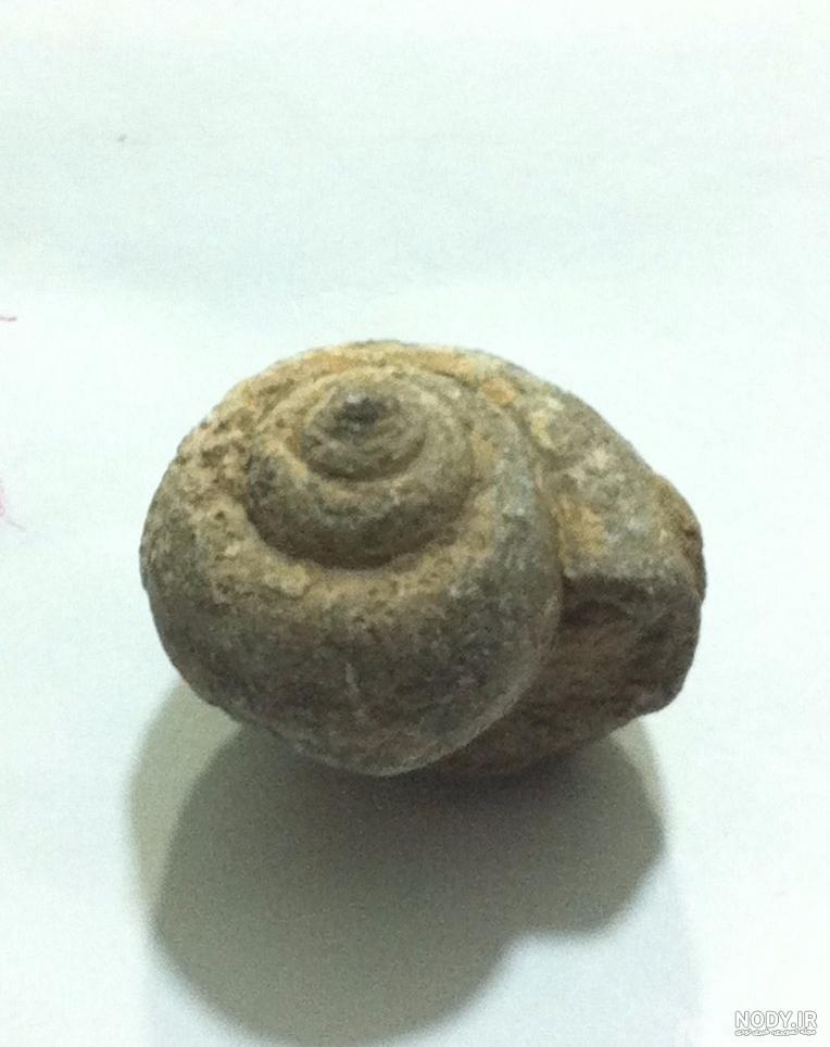 قیمت و خرید فسیل صدف کلکسیونی fossil