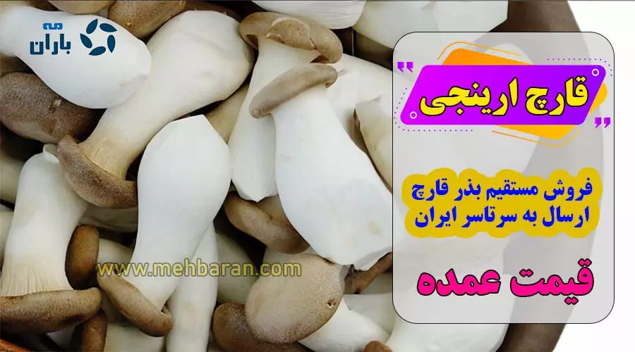 قیمت قارچ شاه صدف با کیفیت ارزان + خرید عمده - آراد برندینگ