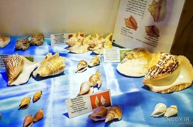 موزه صدف اصفهان؛ جلوه‌ای بی نظیر از گونه‌های دریایی
