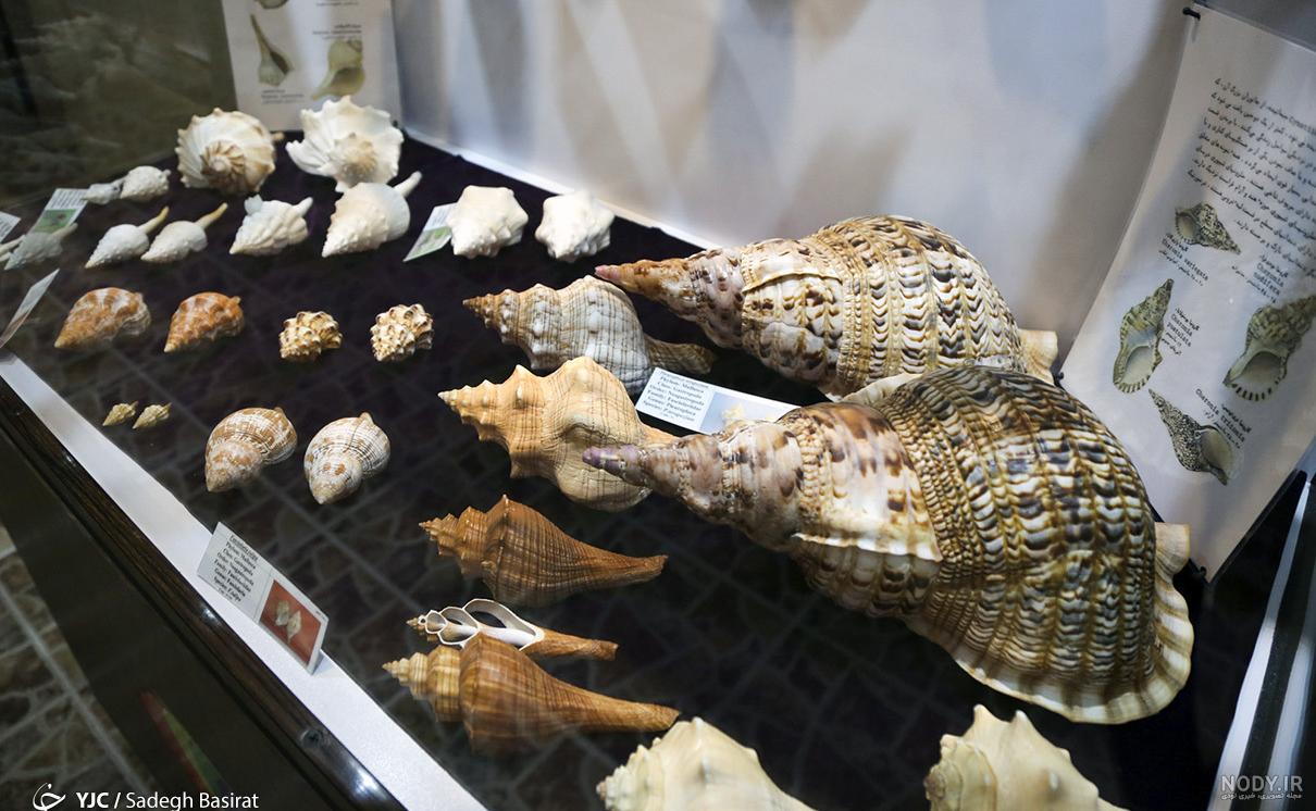 موزه صدف تهران | 🌟🌟🐚🐚 ناتیلوس طرح دار کلکسیونی | Instagram