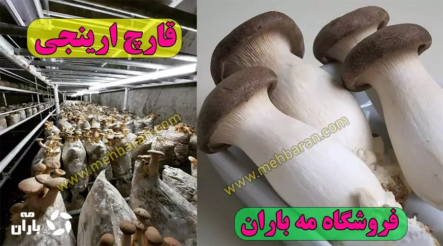 همه چیز درباره پرورش قارچ شاه صدف