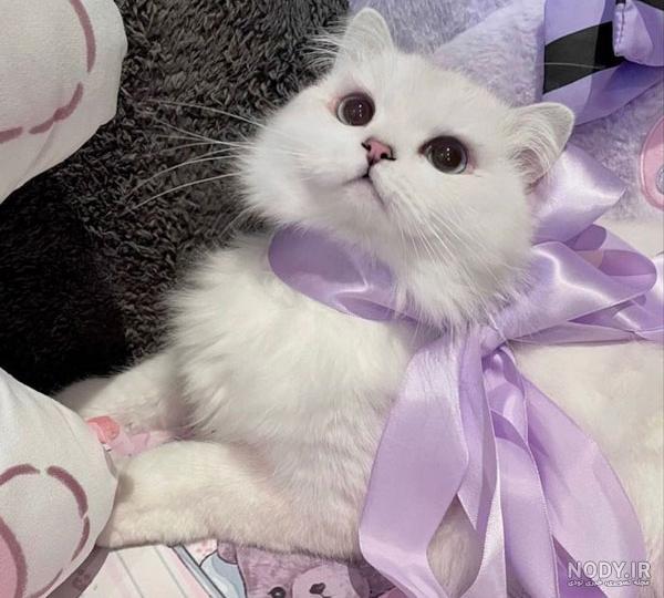 عکس دختر انیمه ای گربه ای - عکس ویسگون