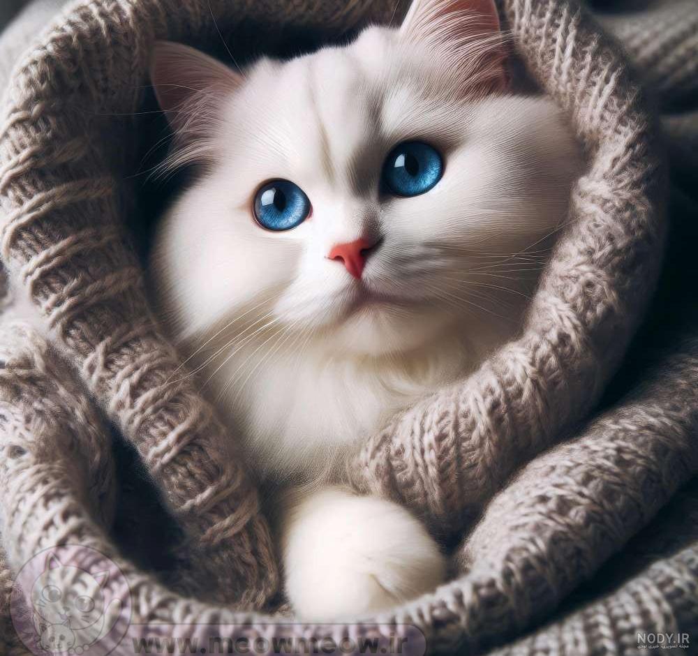 عکس پروفایل گربه و دختر برای شبکه های اجتماعی مختلف