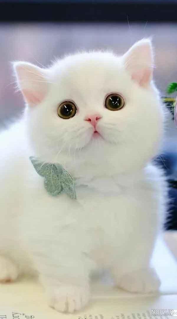 عکس گربه برای پروفایل فانتزی - عکس نودی