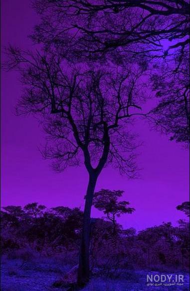 عکس خفن عکس کیوت بنفش دخترانه