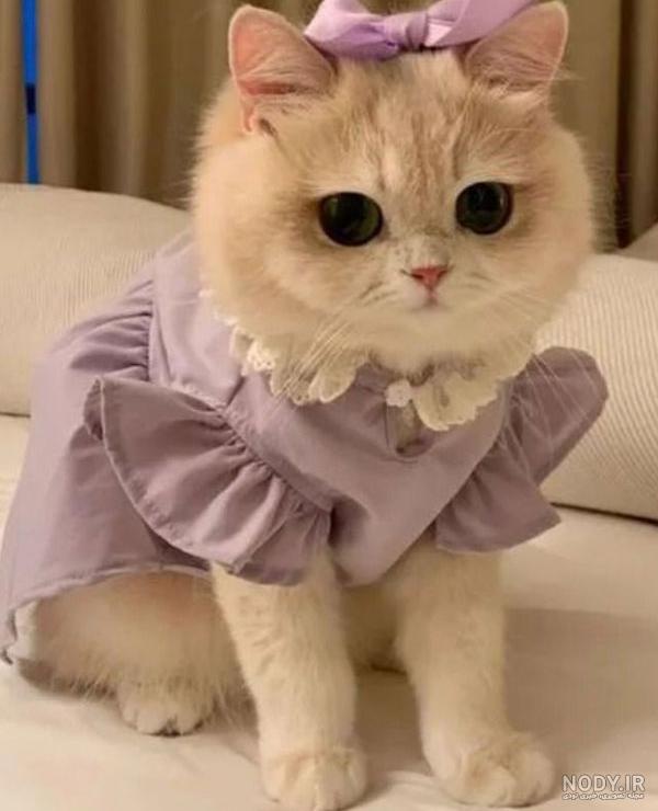 عکس فیلم بچه گربه