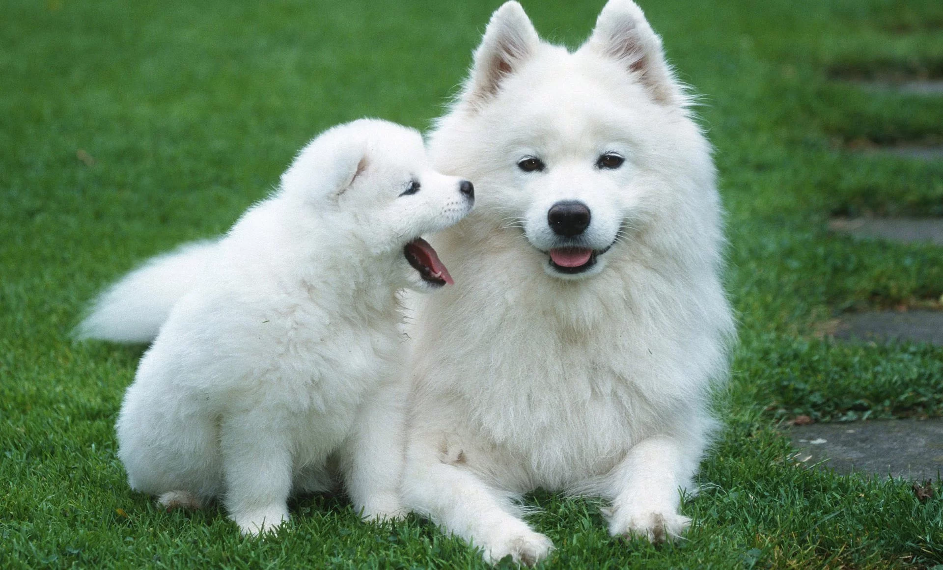 عکس های کیوت از سگ