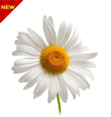 عکس کیوت گل بابونه