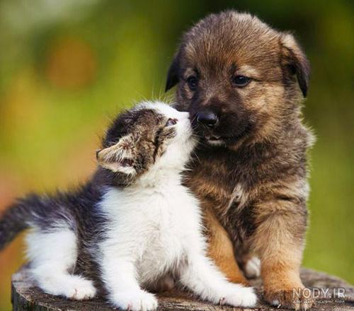 کیوت پت | Cute Pet کیوت پت | Cute Pet