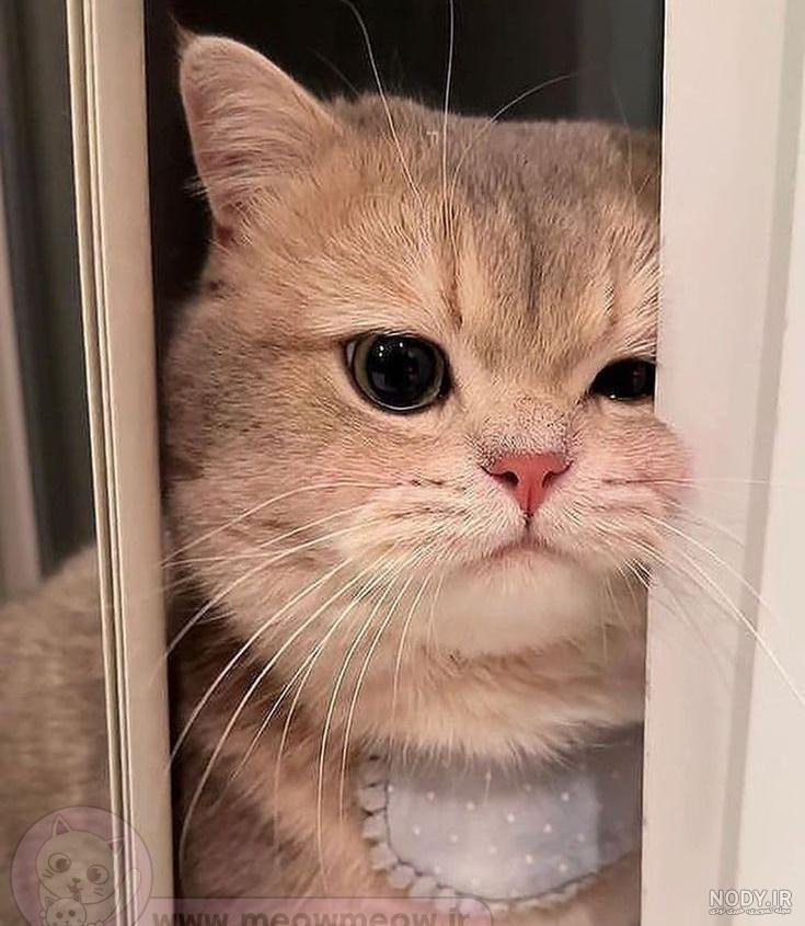 ۴۰ عکس گربه کیوت و ملوس ۱۴۰۳ برای پروفایل و عکس گربه باکیفیت برای بکگراند و ۴۰ عکس گربه کیوت و ملوس ۱۴۰۳ برای پروفایل و عکس گربه باکیفیت برای بکگراند و