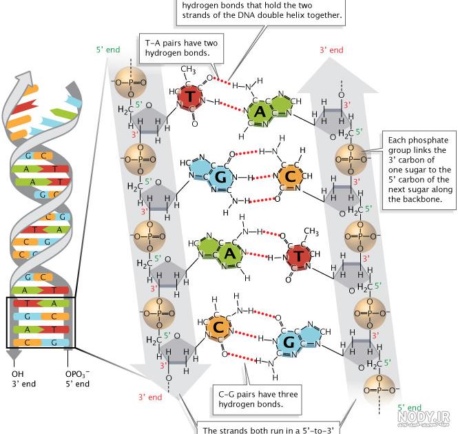 DNA چیست؟ - بلاگ DNA چیست؟ - بلاگ