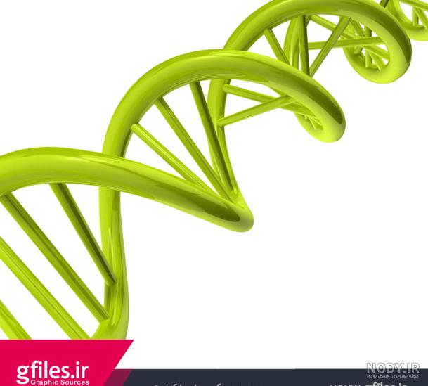 DNA چیست؟ ساختار و عملکرد آن در سلول ها | جهان شیمی فیزیک DNA چیست؟ ساختار و عملکرد آن در سلول ها | جهان شیمی فیزیک