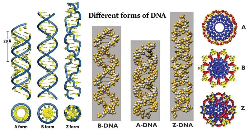 جدیدترین تصاویر کارتونی رشته های دی ان ای DNA با کیفیت عالی جدیدترین تصاویر کارتونی رشته های دی ان ای DNA با کیفیت عالی