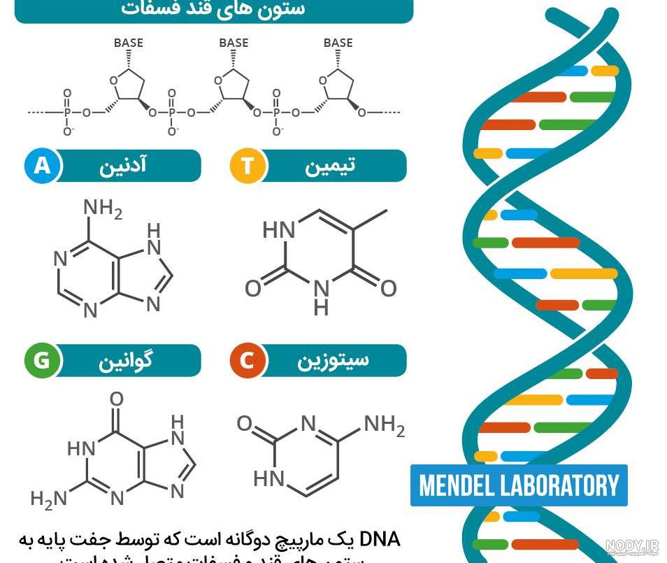 خرید و قیمت رشته های dna سه بعدی در پس زمینه انتزاعی عکس رایگان | ترب خرید و قیمت رشته های dna سه بعدی در پس زمینه انتزاعی عکس رایگان | ترب