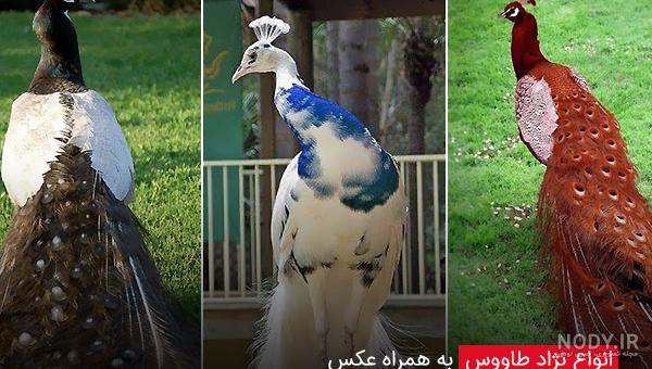 ظهور طاووس های رونده +تصاویر ظهور طاووس های رونده +تصاویر