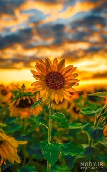 گالری عکس گل های زیبا برای استفاده در پروفایل تلگرام و اینستاگرام گالری عکس گل های زیبا برای استفاده در پروفایل تلگرام و اینستاگرام