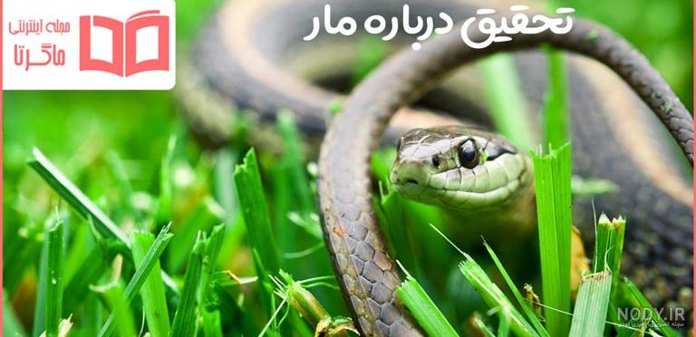 آموزش کشیدن نقاشی مار آموزش کشیدن نقاشی مار