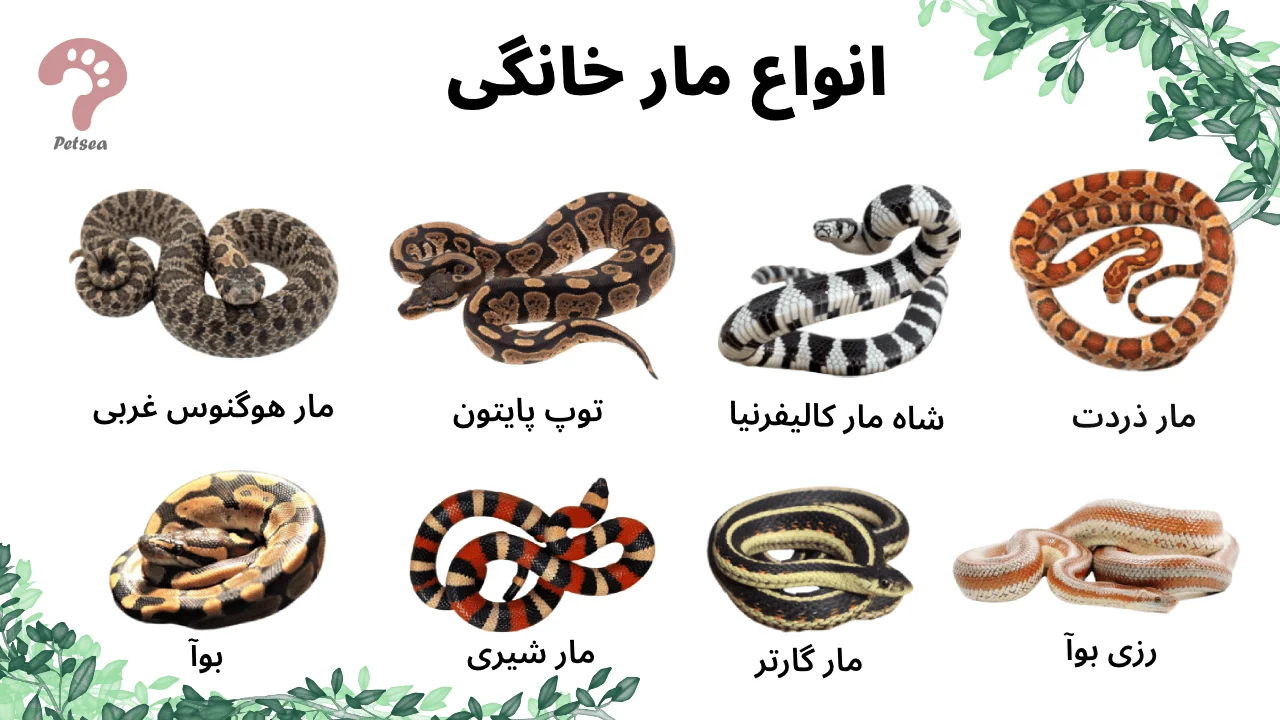 مار مار