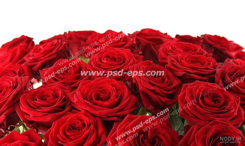 عکس جذاب دسته گل رز صورتی و سفید برای هدیه به عروس