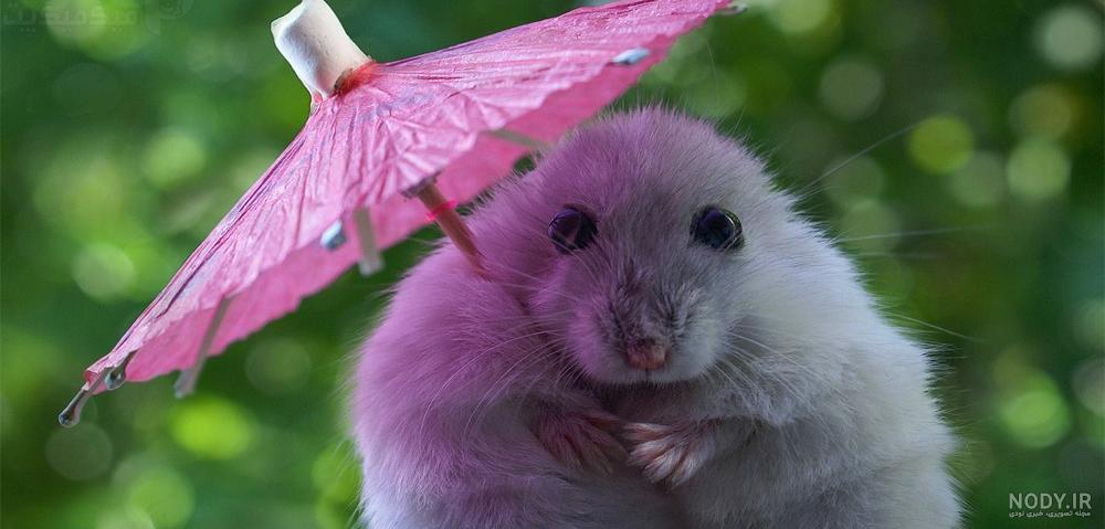 100+ اسم برای همستر نر و ماده 100+ اسم برای همستر نر و ماده