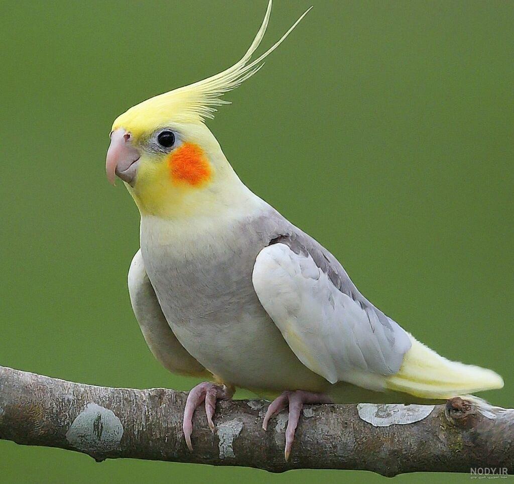 10 اسم جذاب برای عروس هلندی(زیباترین اسم عروس هلندی چیه؟) 10 اسم جذاب برای عروس هلندی(زیباترین اسم عروس هلندی چیه؟)