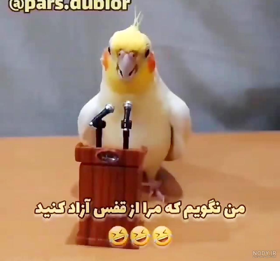 105 اسم قشنگ و بانمک برای عروس هلندی نر و ماده - تهران طوطی 105 اسم قشنگ و بانمک برای عروس هلندی نر و ماده - تهران طوطی
